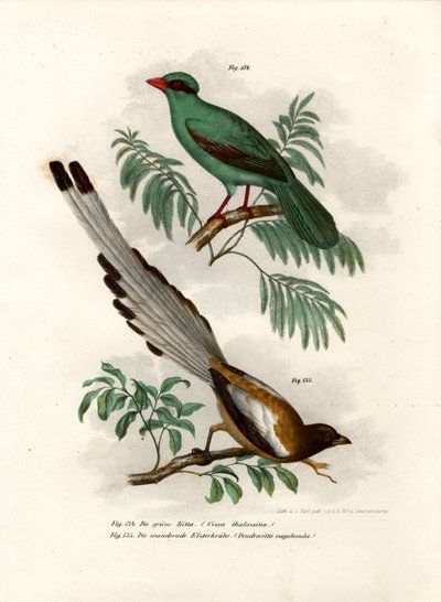Short-tailed Green Magpie by German School